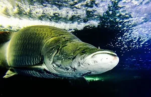 Unveiling the Mystery: The Truth Behind the Amazon's Giant 'Water Monster' - image 1