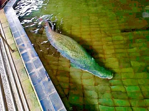 Unveiling the Mystery: The Truth Behind the Amazon's Giant 'Water Monster' - image 3