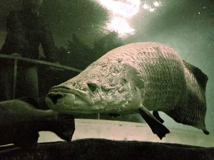 Unveiling the Mystery: The Truth Behind the Amazon's Giant 'Water Monster' - image 4