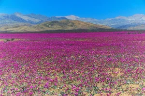 Mind-Blowing Facts About the Atacama Desert: Earth's Driest Place - image 0