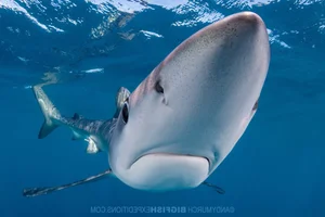 Rare Black Mako Shark Sighting Off US Coast Stuns Marine Researchers - image 1