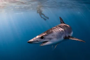 Rare Black Mako Shark Sighting Off US Coast Stuns Marine Researchers - image 5