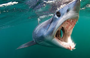 Rare Black Mako Shark Sighting Off US Coast Stuns Marine Researchers - image 4