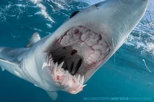 Rare Black Mako Shark Sighting Off US Coast Stuns Marine Researchers - image 8