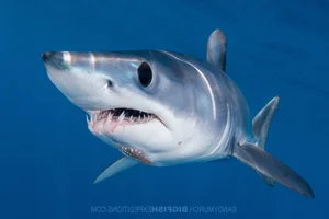 Rare Black Mako Shark Sighting Off US Coast Stuns Marine Researchers - image 7