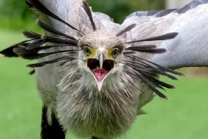 The Secretary Bird: Nature’s Most Elegant and Lethal Snake Hunter - image 4