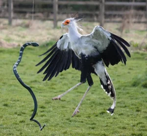 The Secretary Bird: Nature’s Most Elegant and Lethal Snake Hunter - image 0