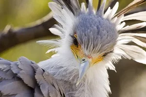 The Secretary Bird: Nature’s Most Elegant and Lethal Snake Hunter - image 2