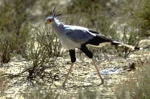 The Secretary Bird: Nature’s Most Elegant and Lethal Snake Hunter - image 5