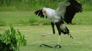 The Secretary Bird: Nature’s Most Elegant and Lethal Snake Hunter - image 3