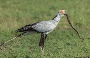 The Secretary Bird: Nature’s Most Elegant and Lethal Snake Hunter - image 1