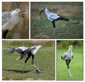 The Secretary Bird: Nature’s Most Elegant and Lethal Snake Hunter - image 6