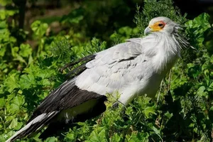 The Secretary Bird: Nature’s Most Elegant and Lethal Snake Hunter - image 7