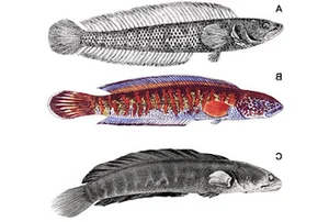 Rare Species Sighting: Mysterious Fish Reappears After 85 Years of Presumed Extinction - image 7