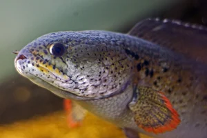 Rare Species Sighting: Mysterious Fish Reappears After 85 Years of Presumed Extinction - image 1