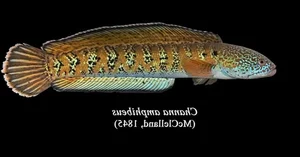 Rare Species Sighting: Mysterious Fish Reappears After 85 Years of Presumed Extinction - image 5