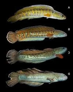 Rare Species Sighting: Mysterious Fish Reappears After 85 Years of Presumed Extinction - image 4