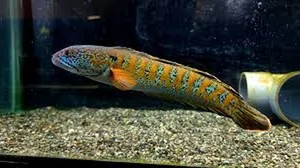 Rare Species Sighting: Mysterious Fish Reappears After 85 Years of Presumed Extinction - image 2