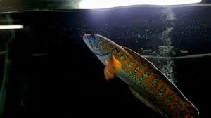 Rare Species Sighting: Mysterious Fish Reappears After 85 Years of Presumed Extinction - image 3