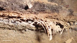 Unlocking the Secrets of a 200,000-Year-Old Ancient Human Cave - image 2