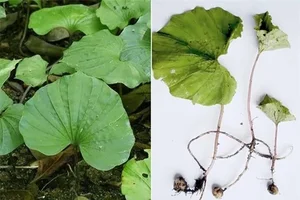 Discovering Vietnam’s Unique One-Leaf Orchid: A Rare and Threatened Medicinal Wonder - image 4