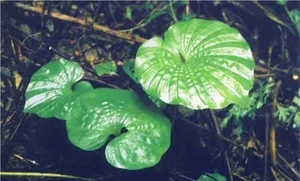 Discovering Vietnam’s Unique One-Leaf Orchid: A Rare and Threatened Medicinal Wonder - image 1