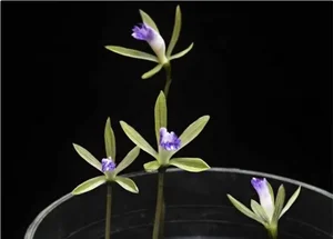 Discovering Vietnam’s Unique One-Leaf Orchid: A Rare and Threatened Medicinal Wonder - image 0