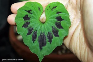 Discovering Vietnam’s Unique One-Leaf Orchid: A Rare and Threatened Medicinal Wonder - image 7