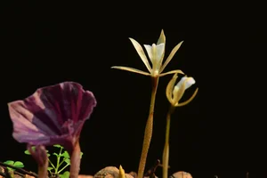 Discovering Vietnam’s Unique One-Leaf Orchid: A Rare and Threatened Medicinal Wonder - image 5
