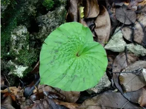 Discovering Vietnam’s Unique One-Leaf Orchid: A Rare and Threatened Medicinal Wonder - image 2