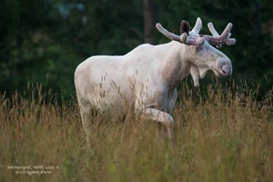 Rare White Moose Sighting: The Majestic Ghost of the Forest Spotted on Highway - image 5