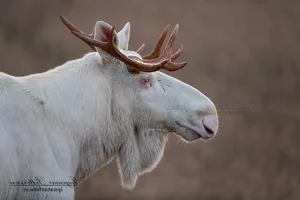 Rare White Moose Sighting: The Majestic Ghost of the Forest Spotted on Highway - image 0