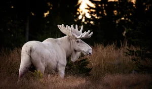 Rare White Moose Sighting: The Majestic Ghost of the Forest Spotted on Highway - image 2