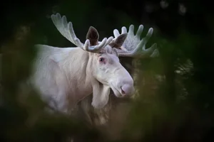 Rare White Moose Sighting: The Majestic Ghost of the Forest Spotted on Highway - image 3