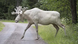 Rare White Moose Sighting: The Majestic Ghost of the Forest Spotted on Highway - image 1