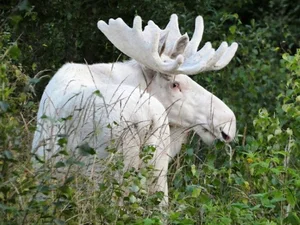 Rare White Moose Sighting: The Majestic Ghost of the Forest Spotted on Highway - image 7
