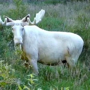 Rare White Moose Sighting: The Majestic Ghost of the Forest Spotted on Highway - image 4