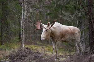 Rare White Moose Sighting: The Majestic Ghost of the Forest Spotted on Highway - image 6