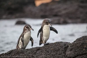 Unveiling the Deep Pacific: Earth’s Most Bizarre and Isolated Marine Ecosystems - image 8