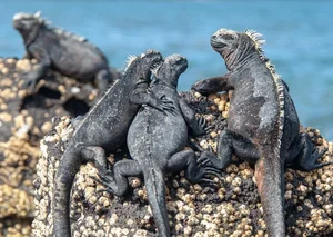 Unveiling the Deep Pacific: Earth’s Most Bizarre and Isolated Marine Ecosystems - image 7