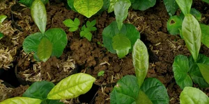 Cost-Effective DIY Soil Mixing Guide for Urban Vegetable Gardening in Foam Boxes - image 1