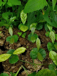 Cost-Effective DIY Soil Mixing Guide for Urban Vegetable Gardening in Foam Boxes - image 4