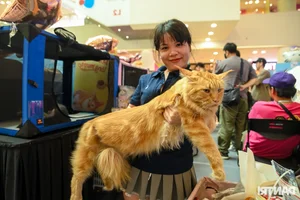 World's Ugliest Cat Steals the Spotlight at Ho Chi Minh City Feline Beauty Pageant - image 2