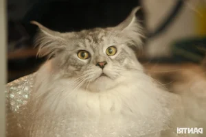 World's Ugliest Cat Steals the Spotlight at Ho Chi Minh City Feline Beauty Pageant - image 8