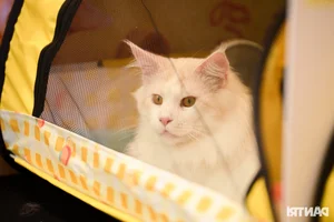 World's Ugliest Cat Steals the Spotlight at Ho Chi Minh City Feline Beauty Pageant - image 4