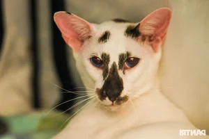 World's Ugliest Cat Steals the Spotlight at Ho Chi Minh City Feline Beauty Pageant - image 9