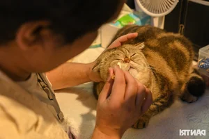 World's Ugliest Cat Steals the Spotlight at Ho Chi Minh City Feline Beauty Pageant - image 1