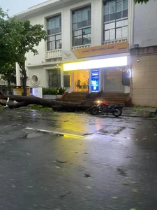 Loss of Heritage: Iconic Hanoi Trees Felled by Recent Storm - image 1