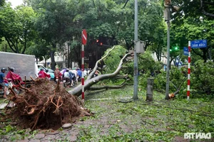 Loss of Heritage: Iconic Hanoi Trees Felled by Recent Storm - image 7