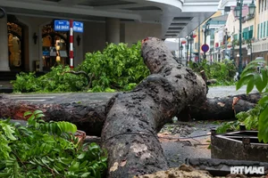 Loss of Heritage: Iconic Hanoi Trees Felled by Recent Storm - image 3